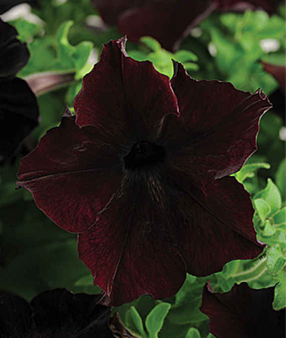 Petunia, Sophistica Blackberry Hybrid
